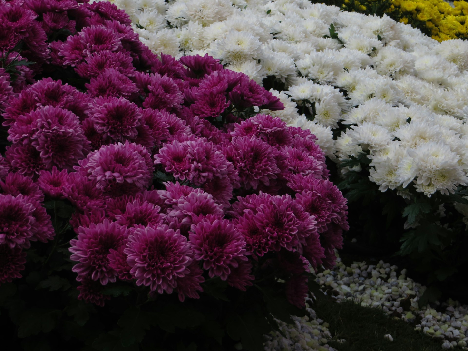 a bunch of flowers that are in a bunch